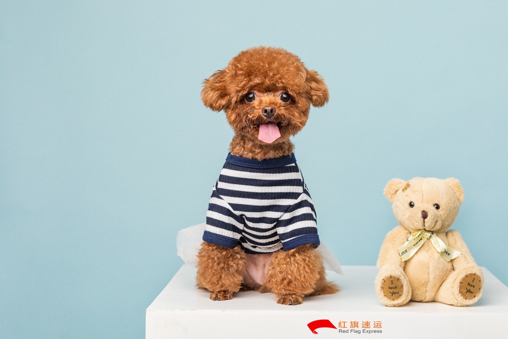 16588062931792.jpg 攝圖網_501390256_貴賓犬小泰迪(企業商用)_副本.jpg